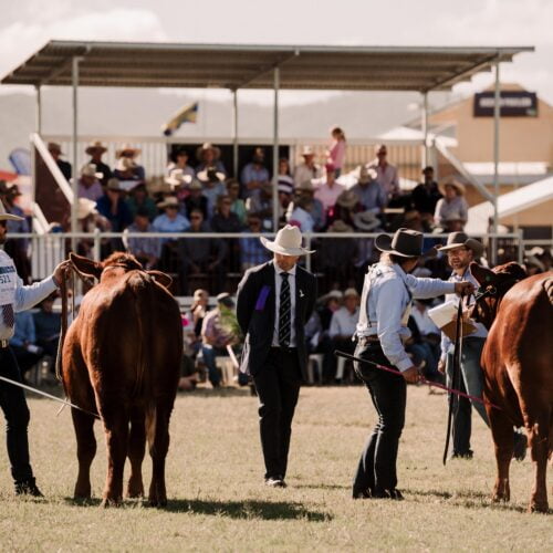 Beef 2024 Rockhampton Quadrant Australia   Beef 2024 Tours Cattle Judging 500x500 