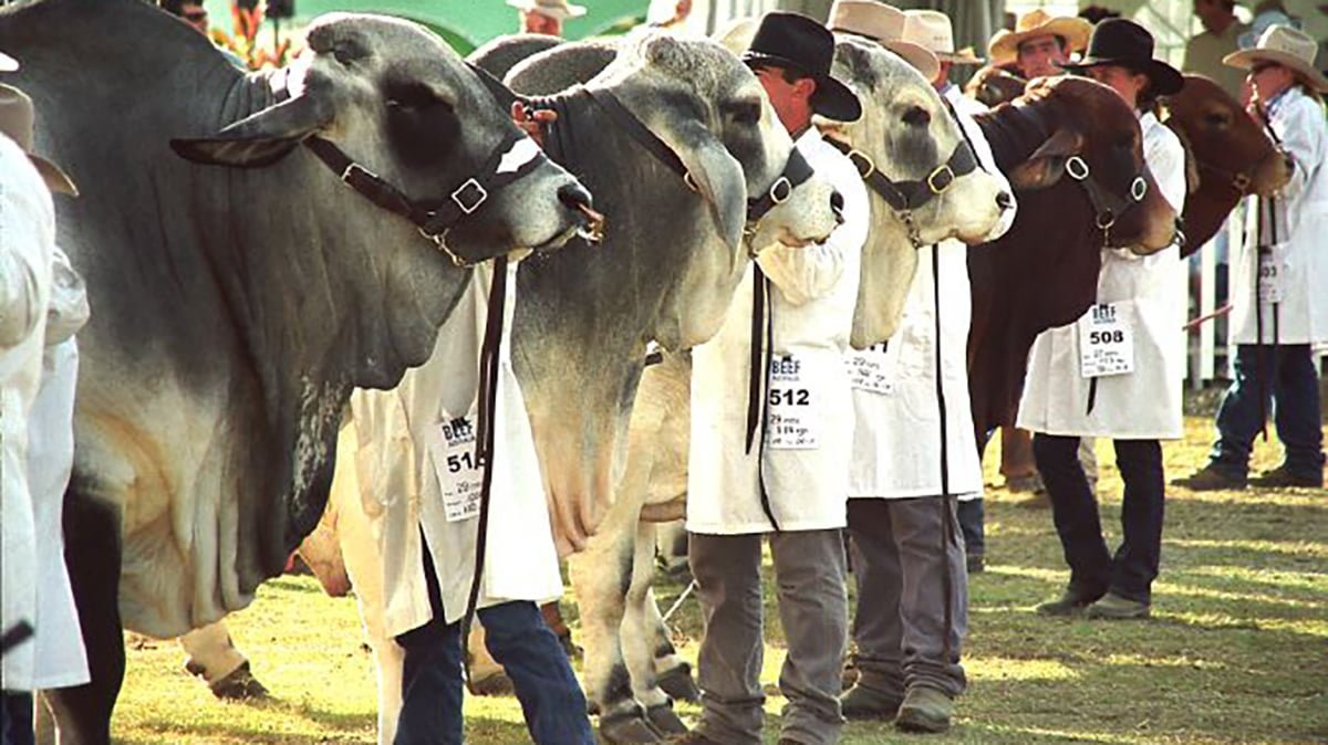 Beef 2024 Rockhampton Quadrant Australia   Quadrant Australia Beef 2024 Cattle Judging1 