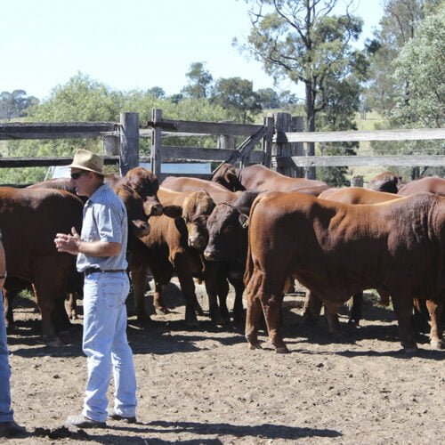 Beef 2024 Rockhampton Quadrant Australia