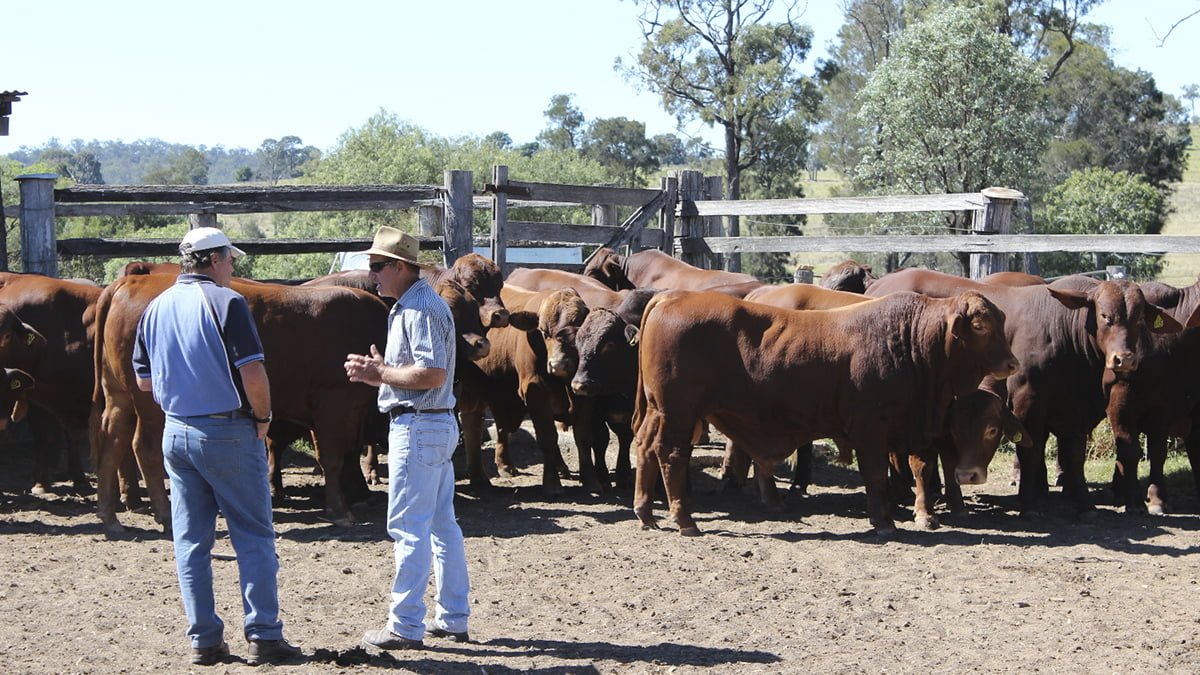 Beef 2024 Rockhampton Quadrant Australia