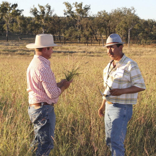 Beef 2024 Rockhampton Quadrant Australia   Quadrant Australia Beef 2024 Grass 1 500x500 