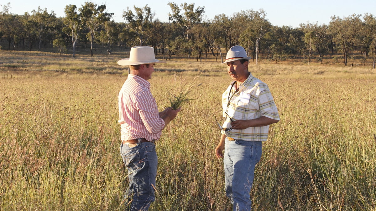 Beef 2024 Rockhampton Quadrant Australia   Quadrant Australia Beef 2024 Grass 1 