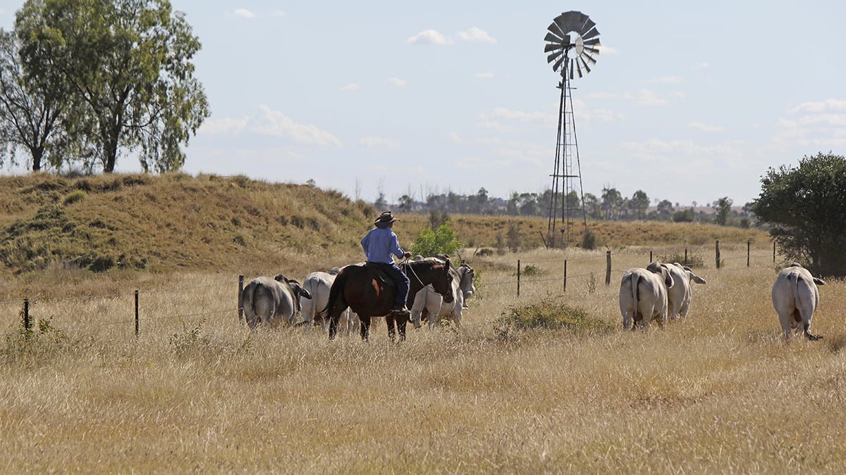 Beef 2024 Rockhampton Quadrant Australia   Quadrant Australia Beef 2024 Windmill Cattle2 