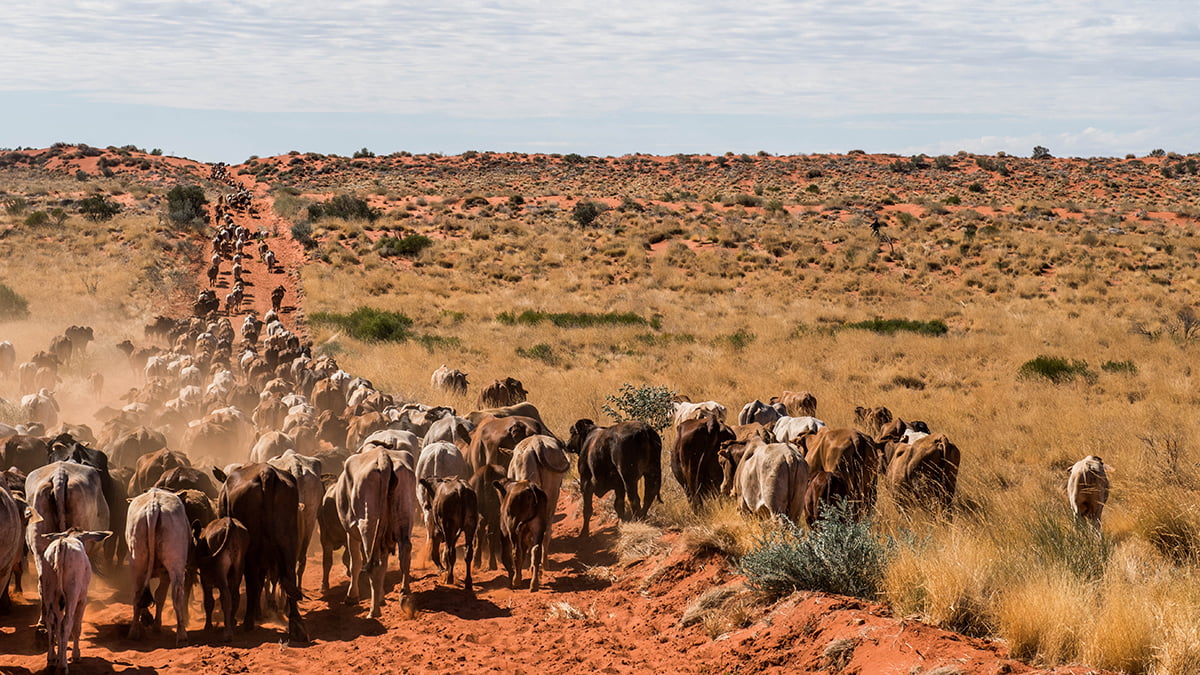 Quadrant Australia Channel Country Tour 2024 -Cattle Mustering