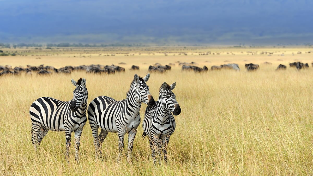 Zebra on grassland in Africa, National park of Kenya