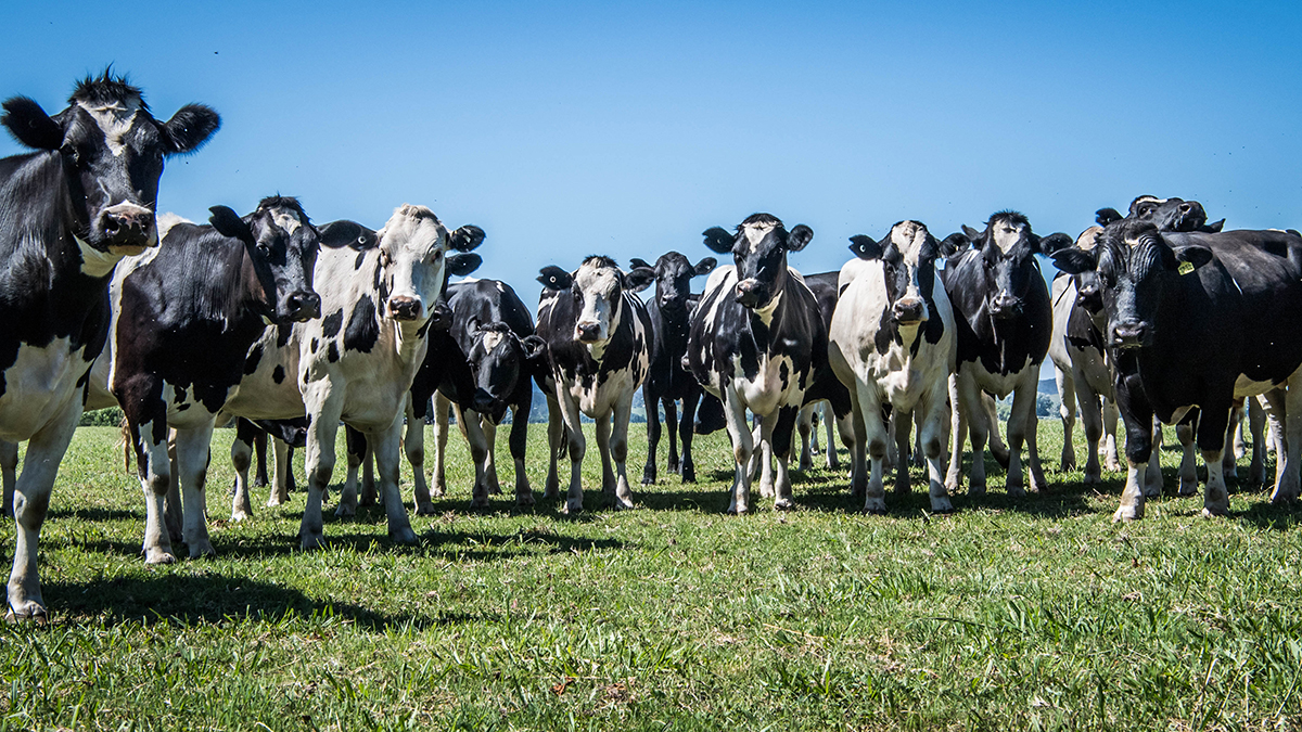 Tasmanian Women in Agriculture Tour 2025 - dairy cattle farming