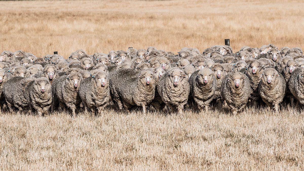 Tasmanian Women in Agriculture Tour 2025 - sheep farming