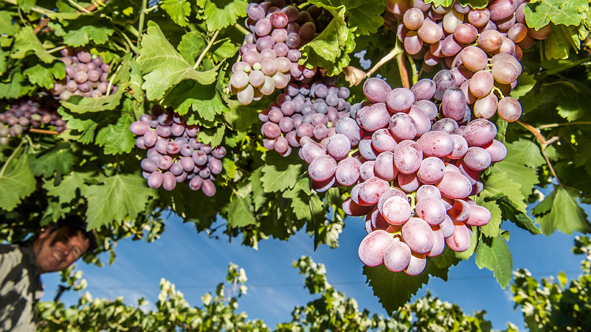 Tasmanian Women in Agriculture Tour 2025 - vinyard grapes