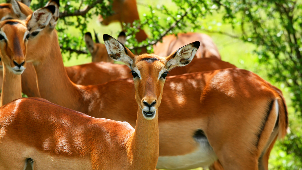 Wild antelope. Africa. Kenya. Samburu national park.