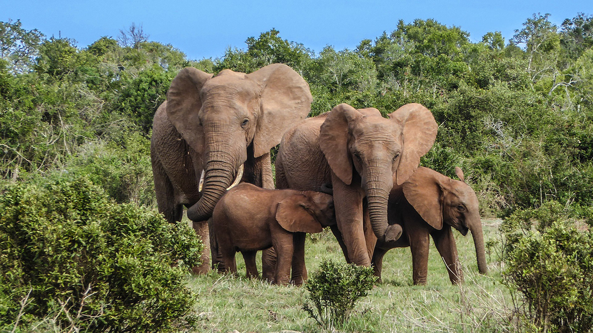 Quadrant Australia Best of South Africa-Elephants