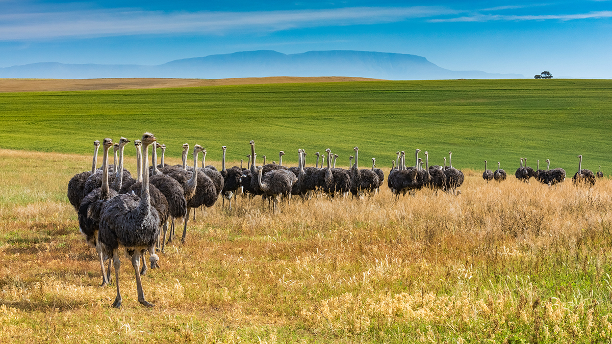 Line of female ostriches on a beautiful South African ranch. Sunny day. Distant mountains and a lone distant tree.