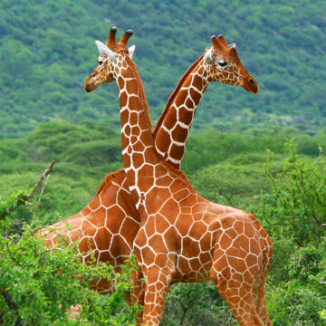 Fight of two giraffes. Africa. Kenya. Samburu national park.