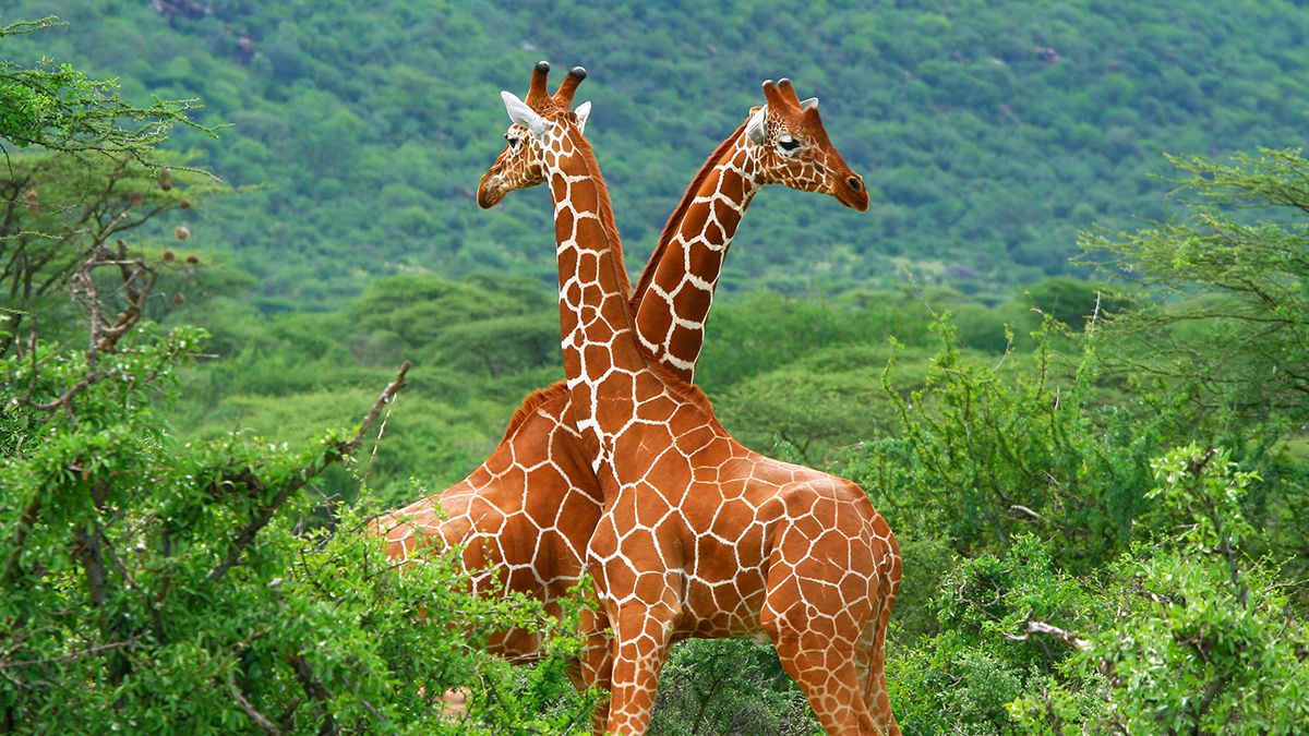 Fight of two giraffes. Africa. Kenya. Samburu national park.