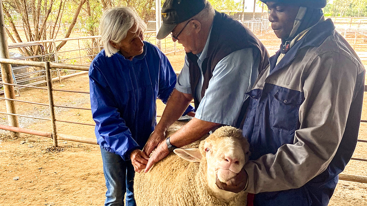 Quadrant Australia Best of South Africa-Sheep Inspection