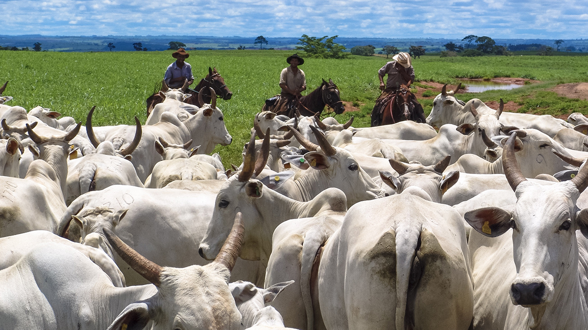 Magda, Sao Paulo, Brazil - March 08, 2006: Three cowboys riding on horse is herding a group of Nelore cattle on a field in a cattle farm in Magda, county of Sao Paulo