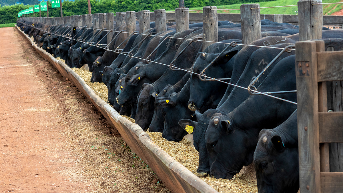 Herd of Aberdeen Angus animals in a feeder area of a beef cattle farm in Brazil