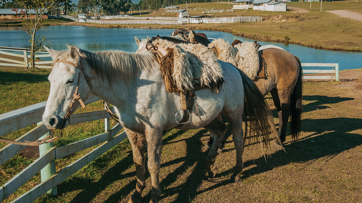 Horses standing tied on wooden fence with typical saddle made of sheep wool, on a ranch near Cambara do Sul. A small rural town in southern Brazil with amazing natural tourist attractions.