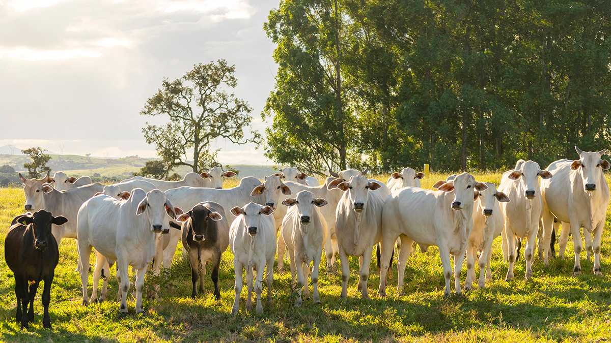 Nelore cattle herd on pasture at sunset