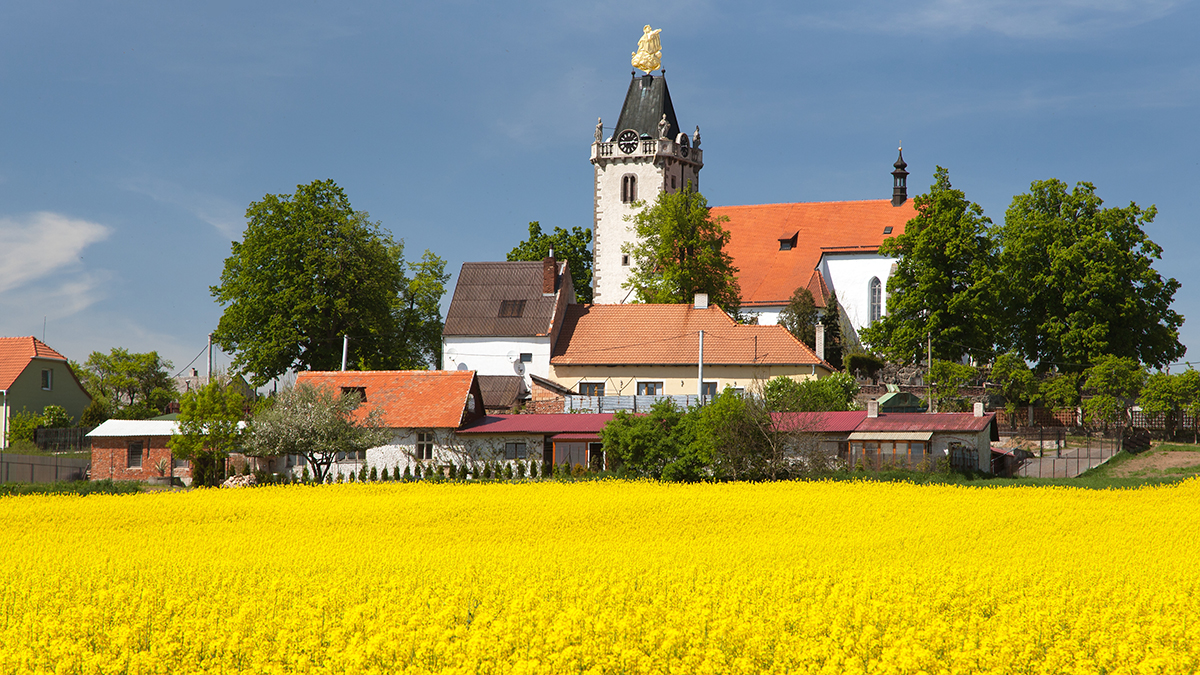 church and golden rapeseed field (brassica napus) plant for green energy and oil industry - Budisov village, Czech Republic