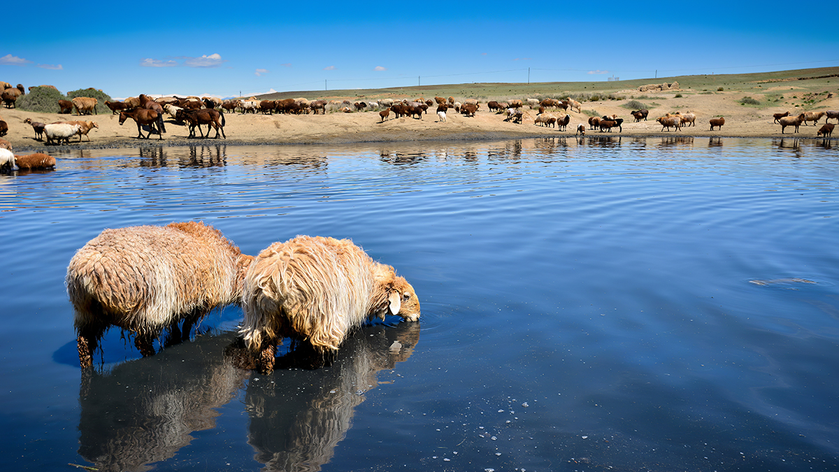 A group of sheep and horses in the Jungar Basin, Xinjiang, are drinking water around a clear pond, grazing on the surrounding grass, enjoying the warm sunshine in summer