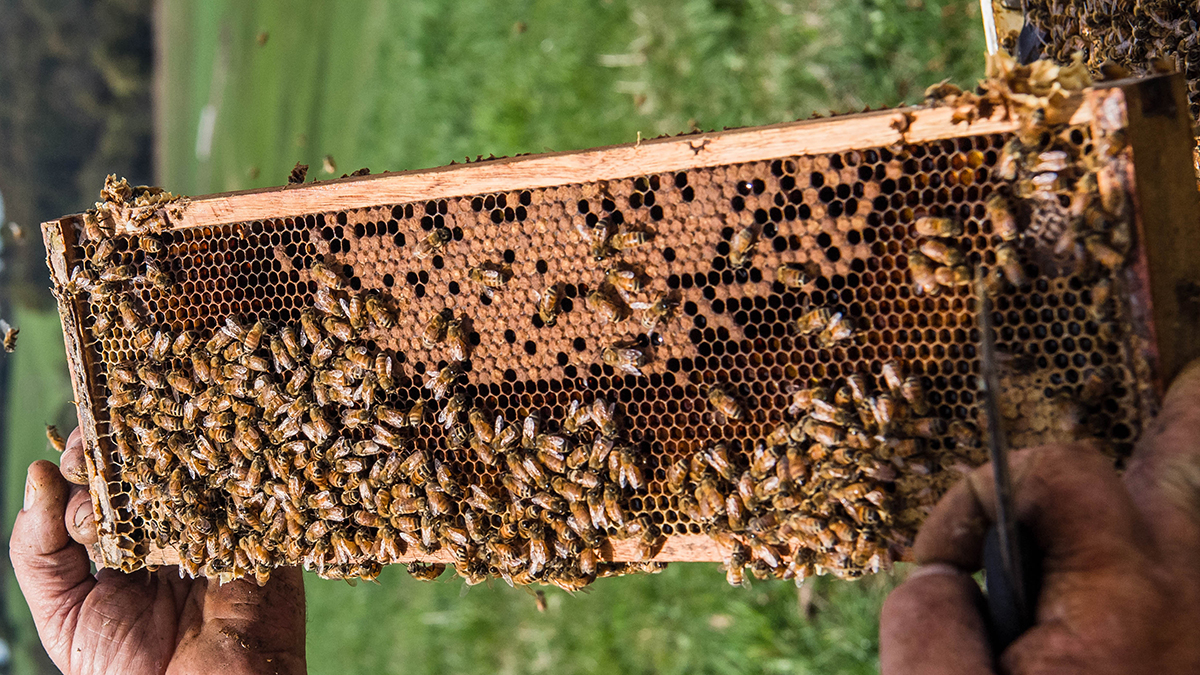 Quadrant Australia- Farming Innovation Tasmania-Bees