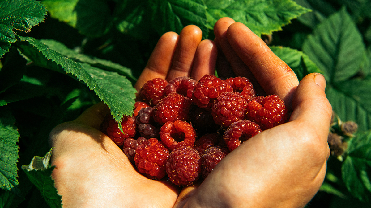 Quadrant Australia- Farming Innovation Tasmania-Berries