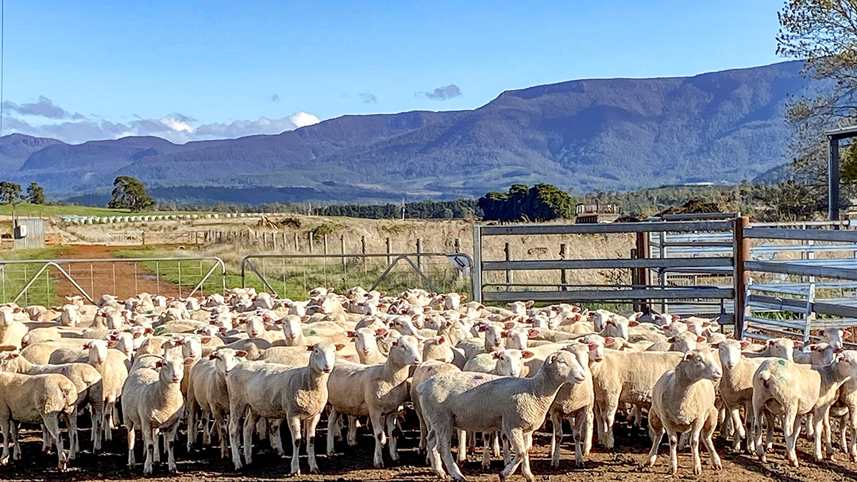 Quadrant Australia- Farming Innovation Tasmania-Poll Dorset