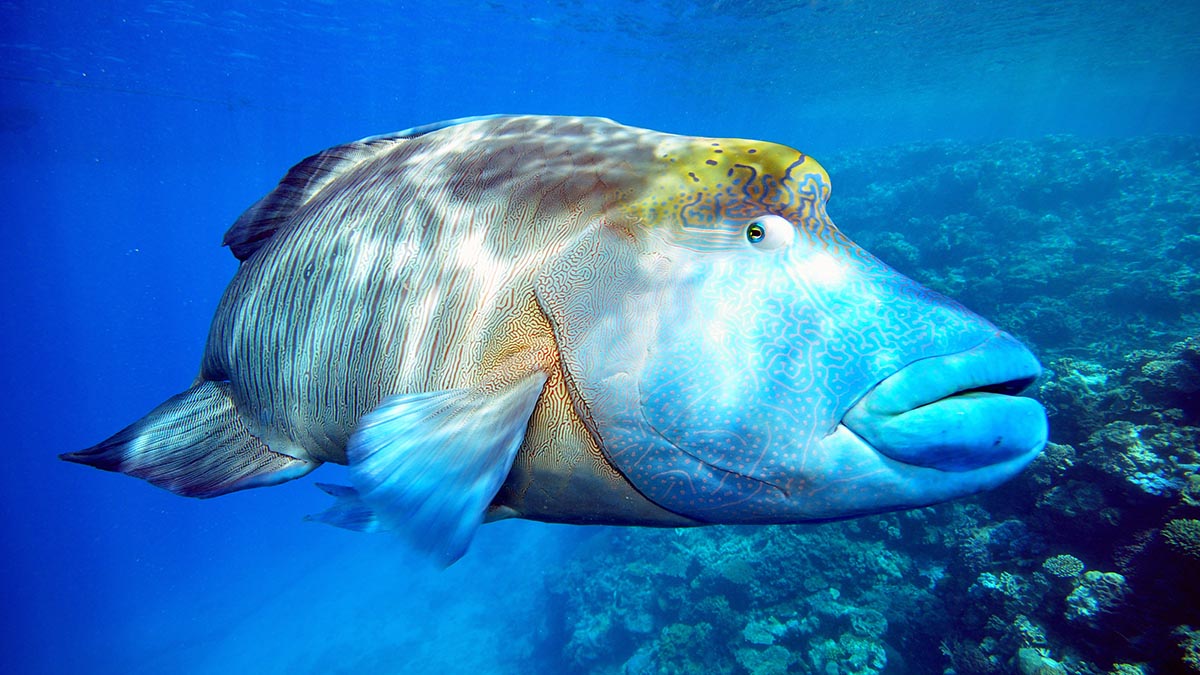 Quadrant Australia - Farming QLD Gulf-Barrier Reef