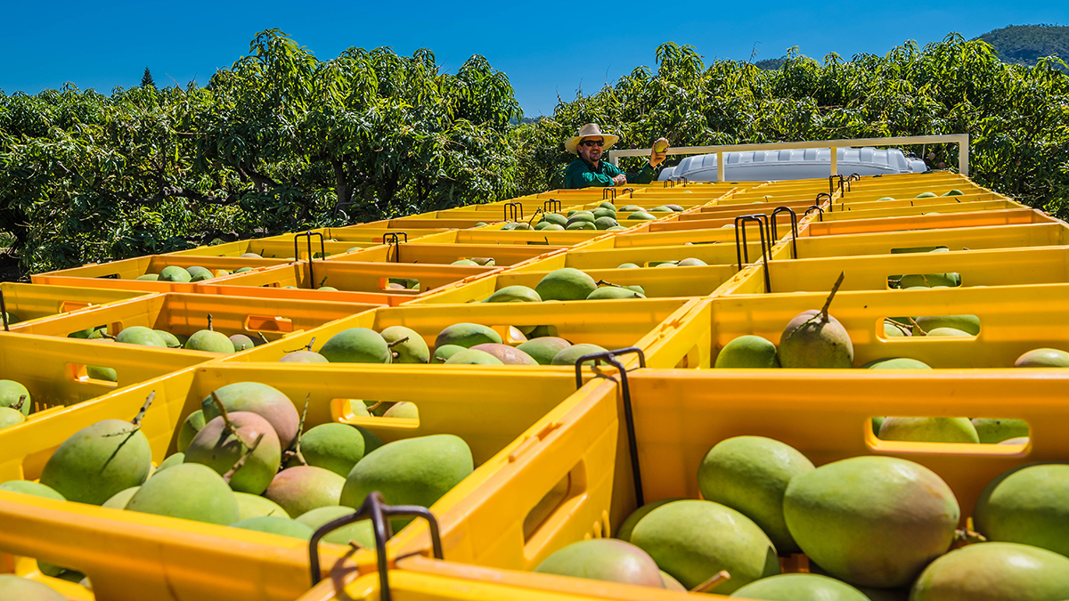 Quadrant Australia - Farming QLD Gulf-Mangoes