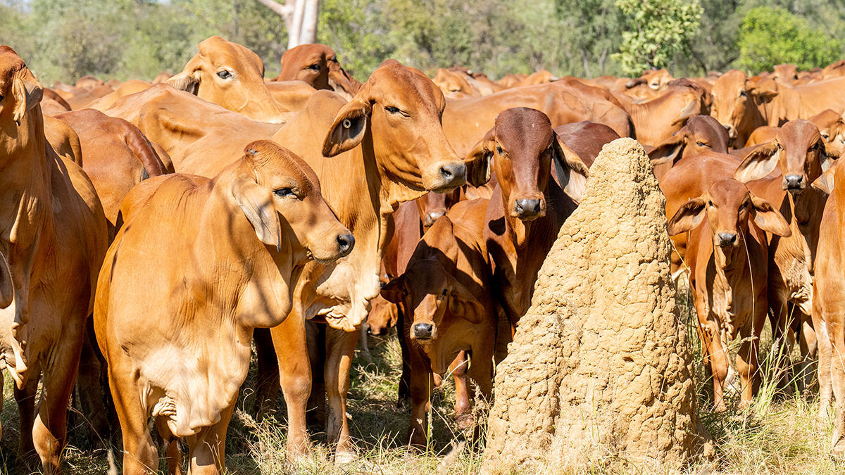 Quadrant Australia Kimberley Ag-Cattle