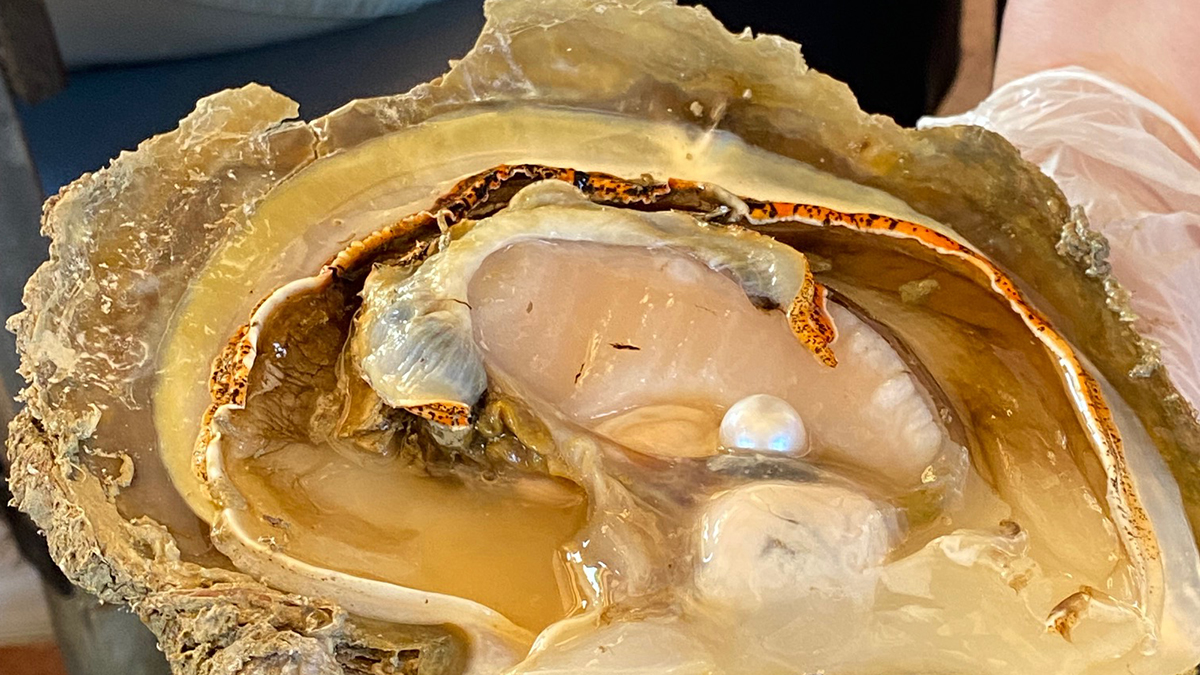 Quadrant Australia Kimberley Ag-Willie Creek Pearls