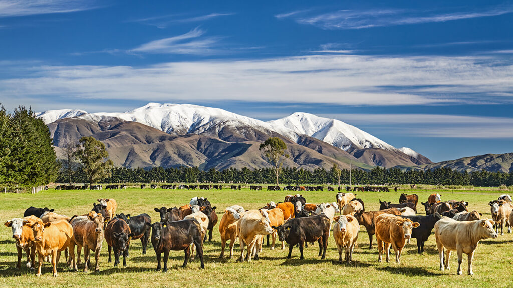 Herd of cows grazing in a green field in New Zealand