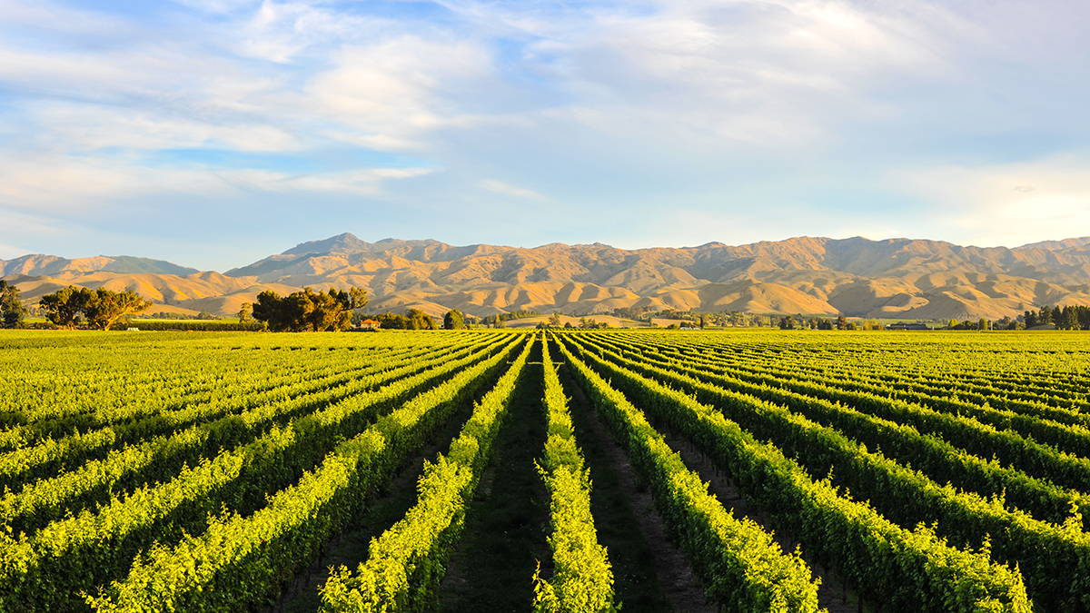 Row of beautiful grape yard before sunset with mountain in Blenheim, New Zealand