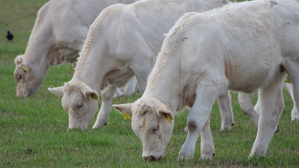 Beef Australia-France-Cattle