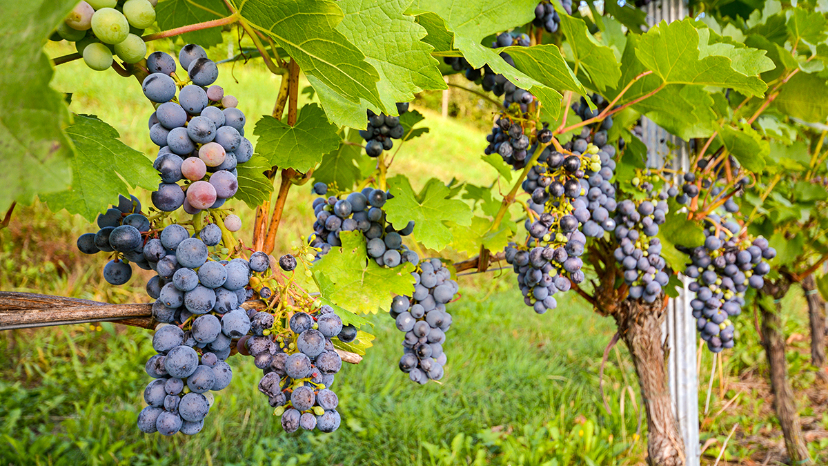 Red wine grapes in a wineyard before harvest in late autumn