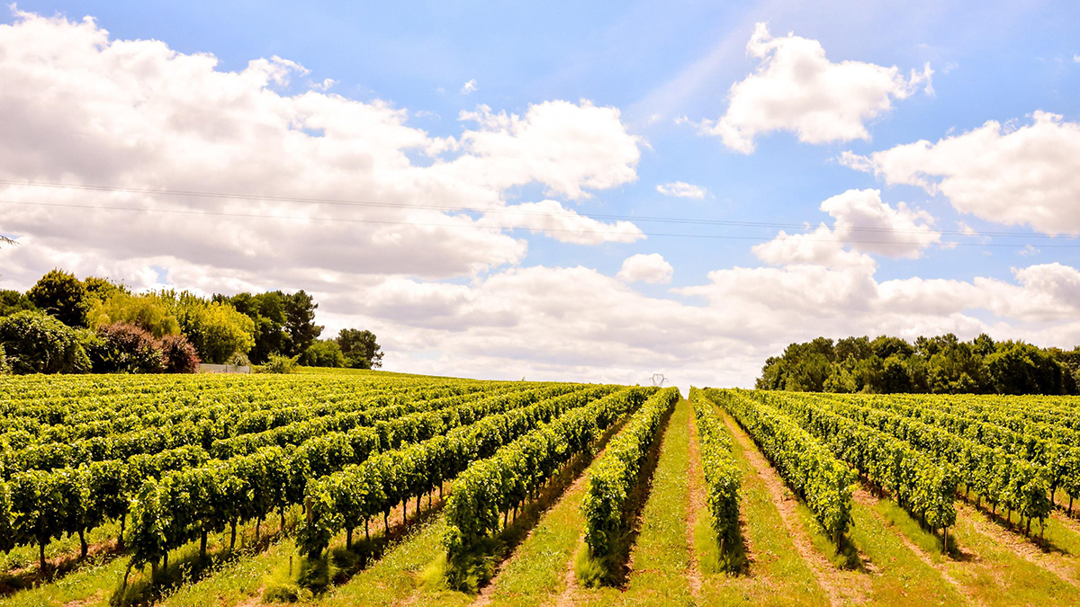 Beef Australia-France-Vineyard