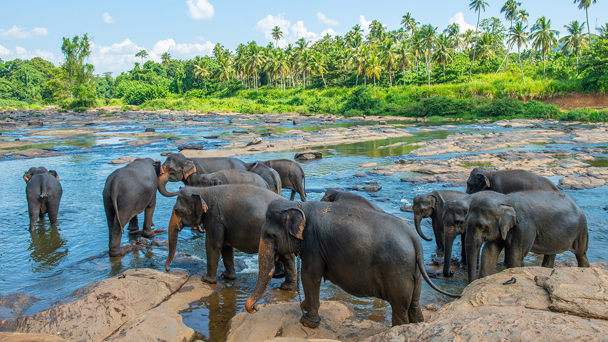 Quadrant Australia Sri Lanka-Elephant-Orphanage