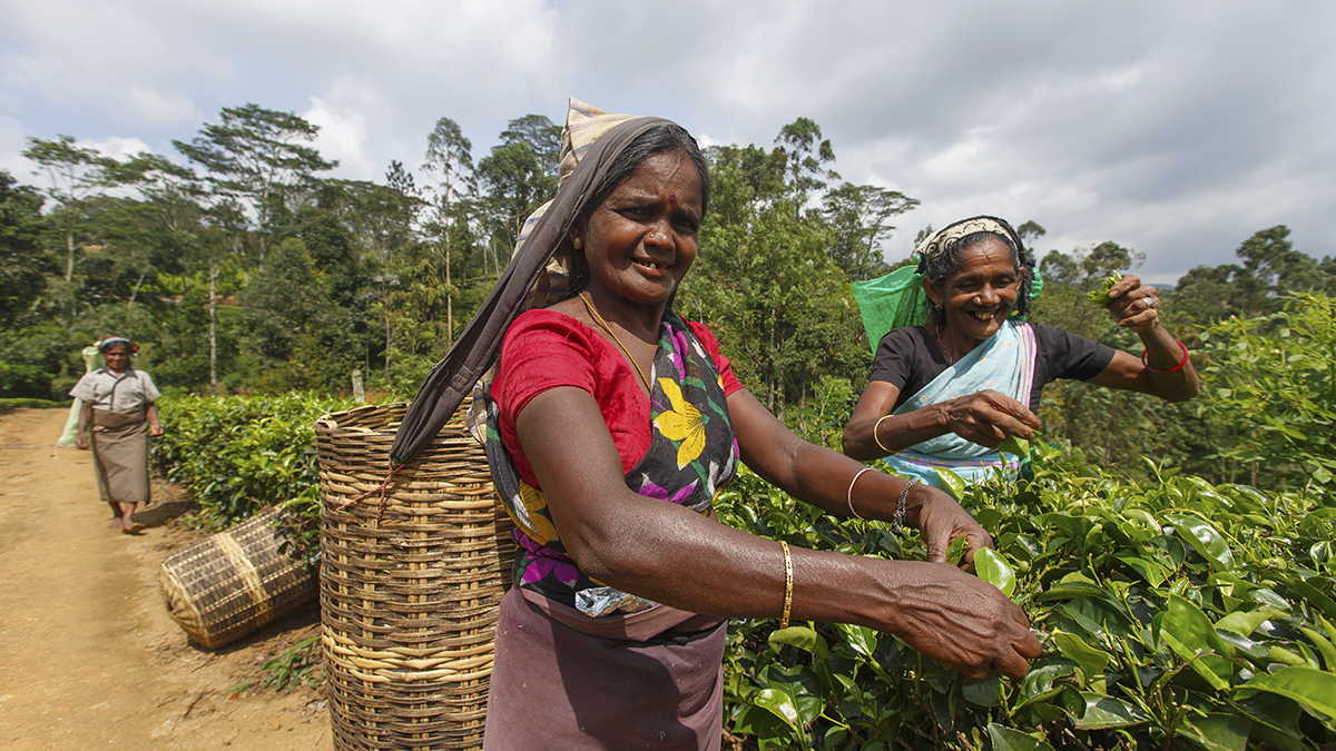 Nuwara Eliya, Sri Lanka - October 16, 2013: Tea workers picking leaves in a tea plantation. Sri Lanka is the worlds fourth largest producer of tea.