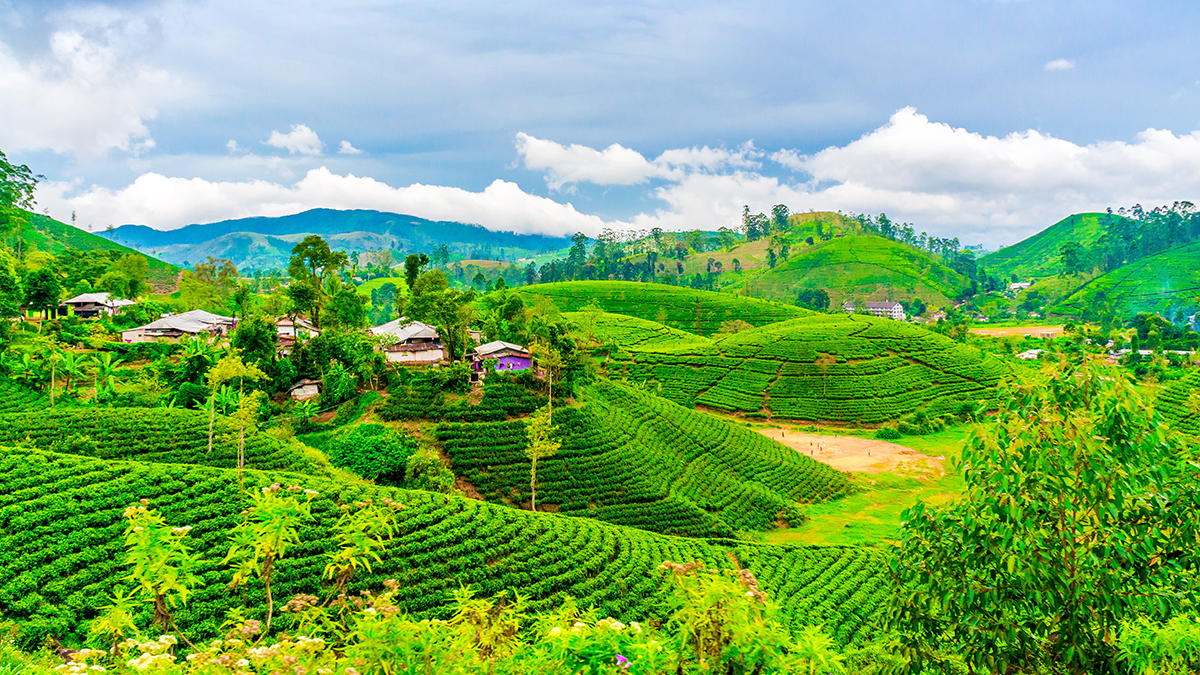 Tea plantation in Sri Lanka. Beautiful landscape