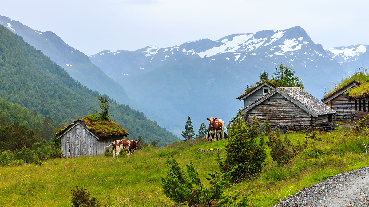 Mountain pasture with cows and cabins in Norway