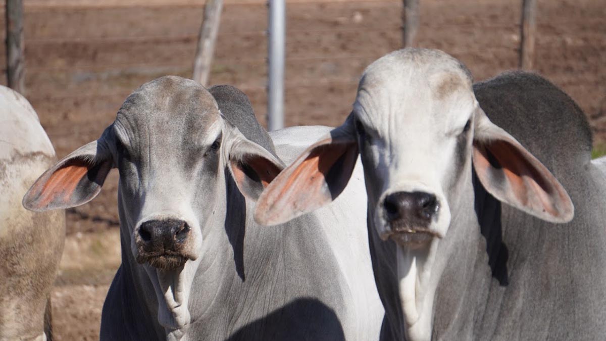 Quadrant Australia Ranches Cowboys USA Beef-Cattle