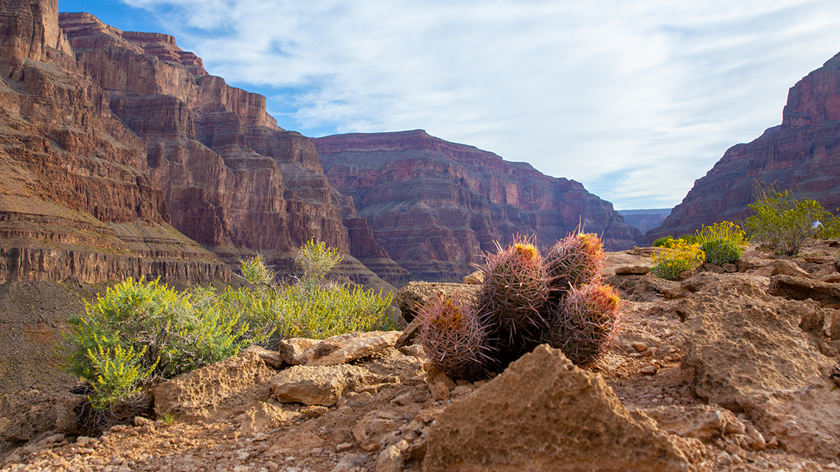 Cactus at the Bottom Grand Canyon