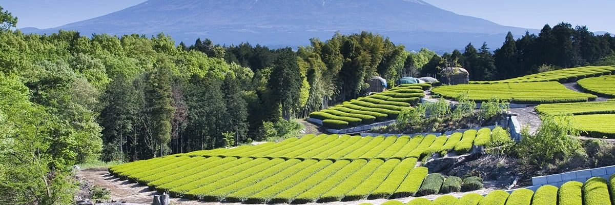 Rows of fresh green tea with Mount Fuji